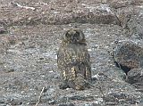 Galapagos 7-1-13 Genovesa Prince Philips Steps Short-eared Owl The short-eared owls are mostly seen on Genovesa. They feed on other birds, especially the Galapagos storm petrels on Genovesa. Their colouring provides good camouflage being brown with dark streaks on the chest, belly, and back plumage. It will wait at the entrance to a storm petrels burrow and will lunge with its claws when it hears a bird within reach.